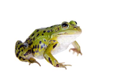 Green Pool Frog on white, Pelophylax lessonae clipart