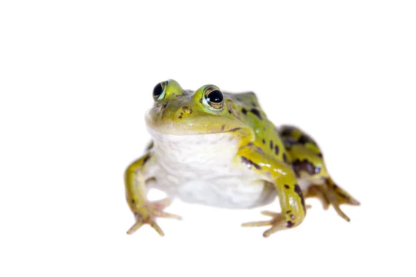 Rana de piscina verde sobre blanco, Pelophylax lessonae — Foto de Stock