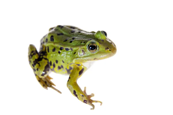 Grüner Poolfrosch auf weißem, pelophylax lessonae — Stockfoto