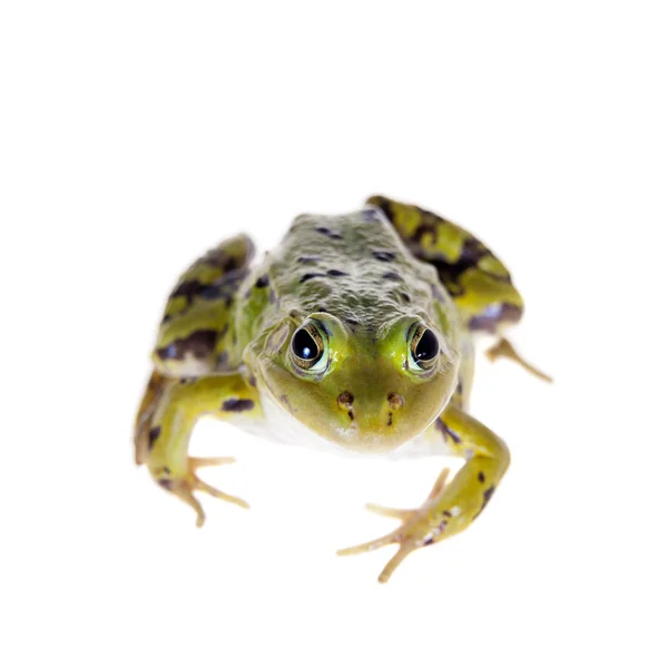 Rana verde piscina su bianco, Pelophylax lessonae — Foto Stock