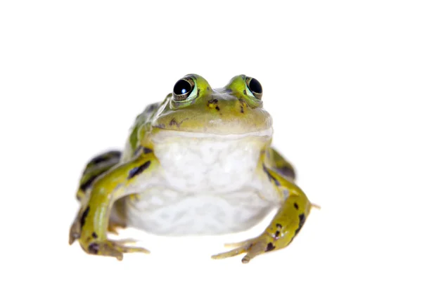 Sapo Piscina Verde em branco, Pelophylax lessonae — Fotografia de Stock