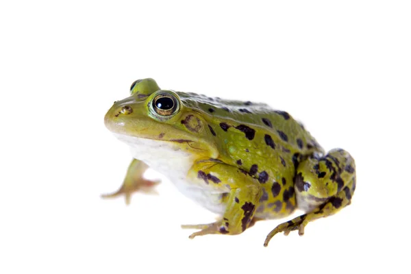 Grüner Poolfrosch auf weißem, pelophylax lessonae — Stockfoto