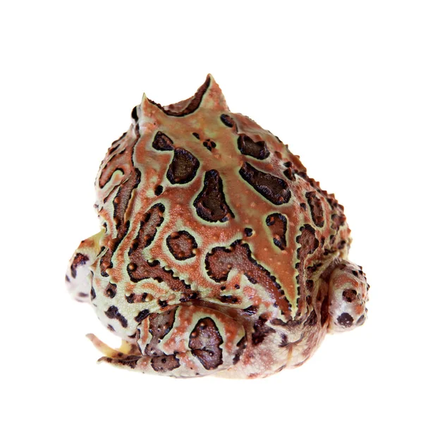 Beyaz izole fantezi boynuzlu kurbağa — Stok fotoğraf
