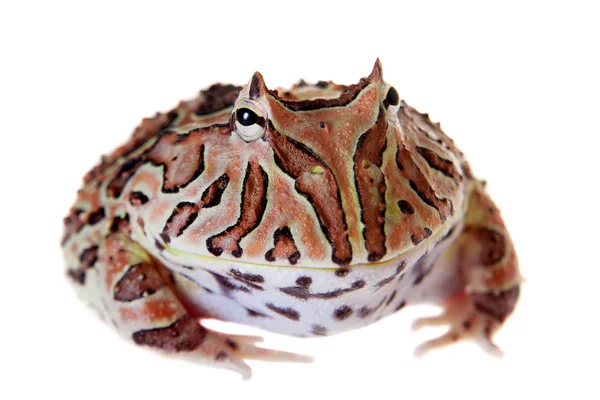 La rana con cuernos de fantasía aislada en blanco —  Fotos de Stock
