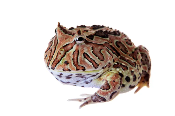 Der Phantasie gehörnte Frosch isoliert auf weiß — Stockfoto