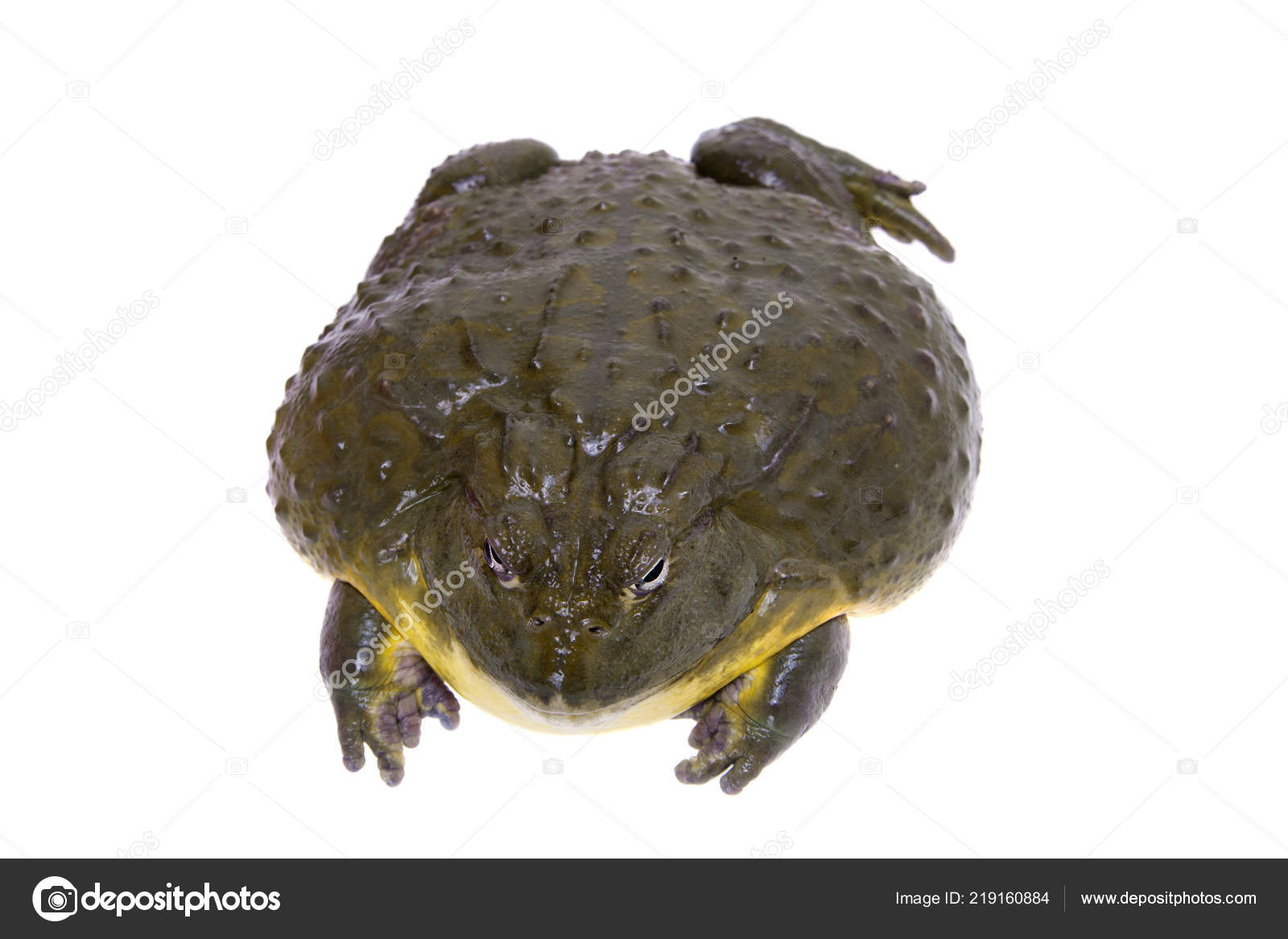Amphibien frosch Stockfotos, lizenzfreie Amphibien frosch Bilder