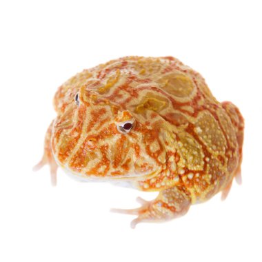 Beyaz izole chachoan boynuzlu kurbağa