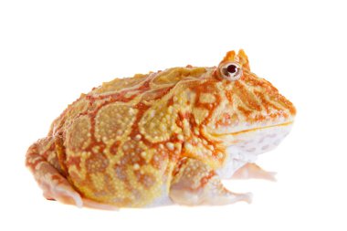 Beyaz izole chachoan boynuzlu kurbağa