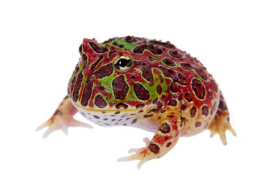 Beyaz izole kırmızı Arjantinli boynuzlu froglet