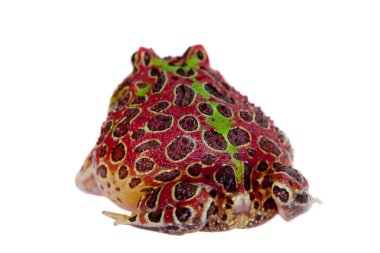 Beyaz izole kırmızı Arjantinli boynuzlu froglet