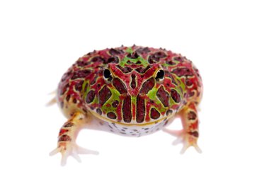 Beyaz izole kırmızı Arjantinli boynuzlu froglet