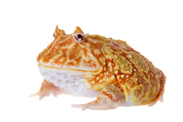 Шовкова рогата жаба ізольована на білому — стокове фото