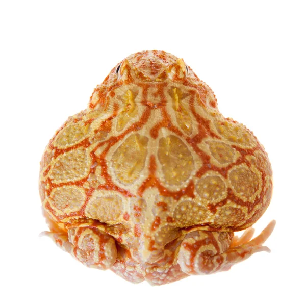 Chachoan rohatá žába izolovaných na bílém — Stock fotografie