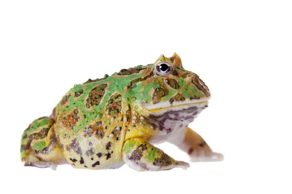 La grenouille chachoan cornu isolé sur blanc — Photo