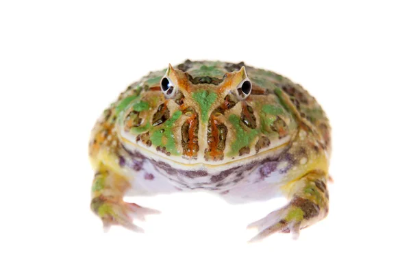 De chachoan Ceratophrys aurita geïsoleerd op wit — Stockfoto