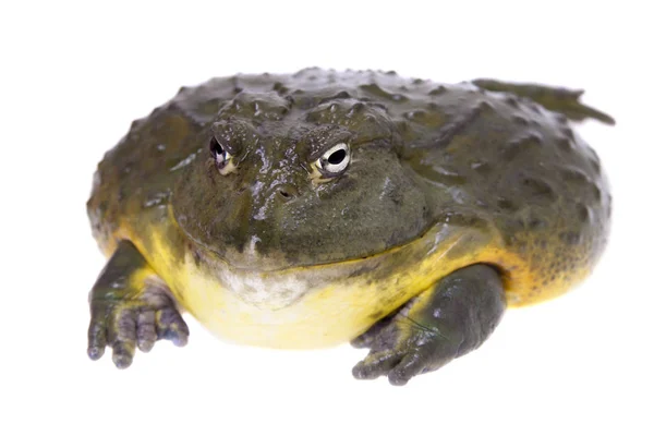 De Afrikaanse bullfrog, volwassen mannetje op wit — Stockfoto