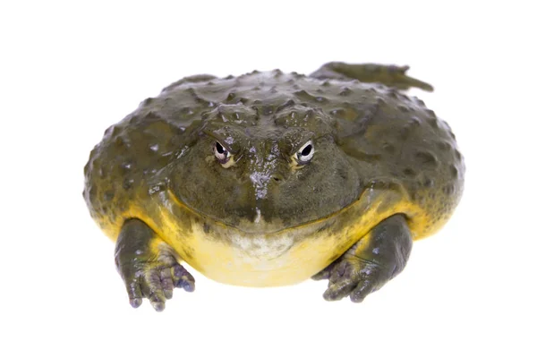 아프리카 bullfrog, 백색에 성인 남성 — 스톡 사진