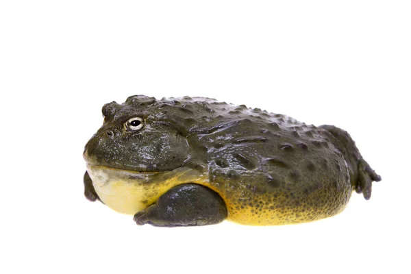 De Afrikaanse bullfrog, volwassen mannetje op wit — Stockfoto