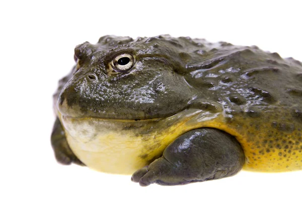 La rana toro africana, macho adulto sobre blanco — Foto de Stock