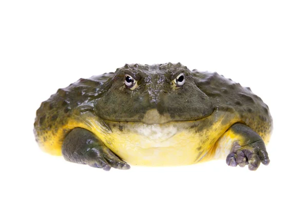 De Afrikaanse bullfrog, volwassen mannetje op wit — Stockfoto