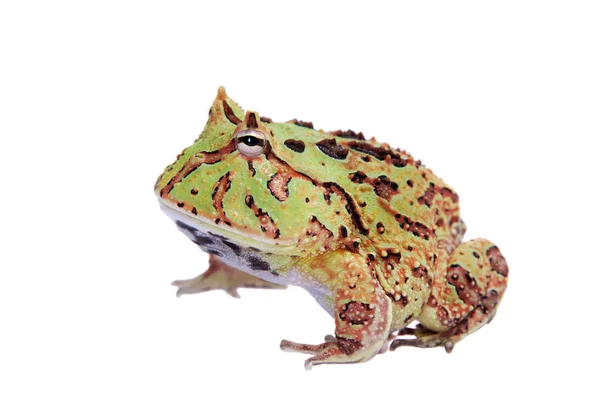 The Fantasy horned frog isolated on white — Stock Photo, Image