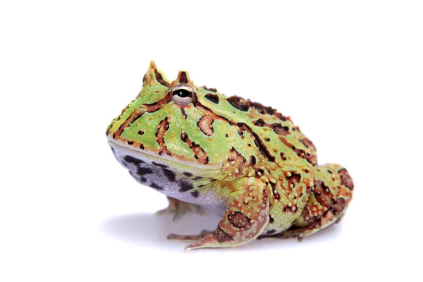 The Fantasy horned frog isolated on white — Stock Photo, Image