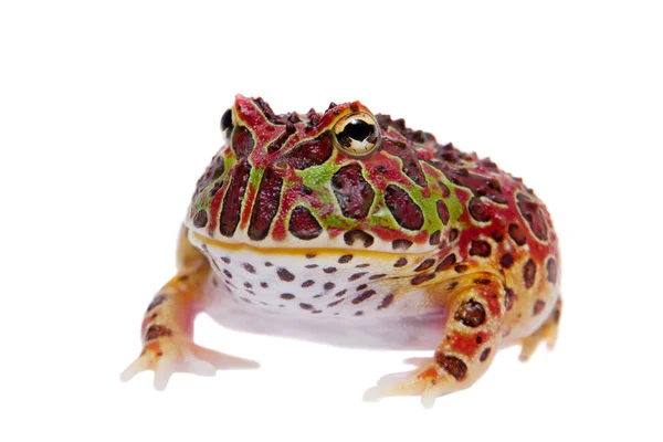 Červené argentinské rohatou froglet izolované na bílém — Stock fotografie