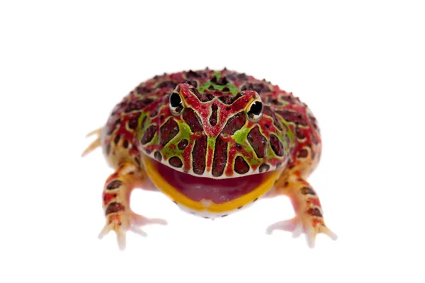 The red Argentine horned froglet isolated on white — Stock Photo, Image