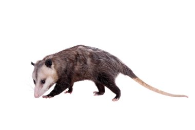 Virginia opossum, beyaz üzerine Didelphis virginiana