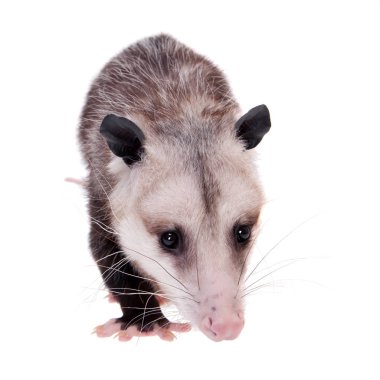 Virginia opossum, beyaz üzerine Didelphis virginiana