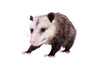 Virginia opossum, beyaz üzerine Didelphis virginiana