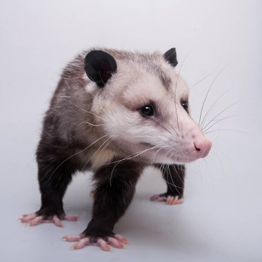 Virginia keseli Didelphis virginiana