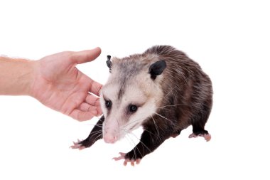 Virginia opossum, beyaz üzerine Didelphis virginiana