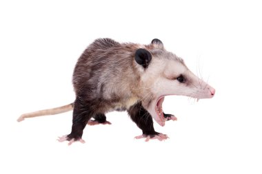Virginia opossum, beyaz üzerine Didelphis virginiana