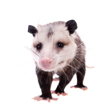 Virginia opossum, beyaz üzerine Didelphis virginiana