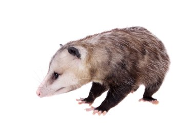 Virginia opossum, beyaz üzerine Didelphis virginiana