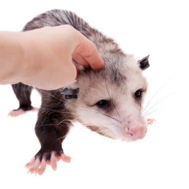 Virginia opossum, beyaz üzerine Didelphis virginiana