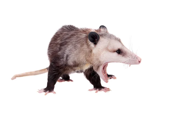 Den Virginia opossum, Didelphis virginiana, på vitt — Stockfoto