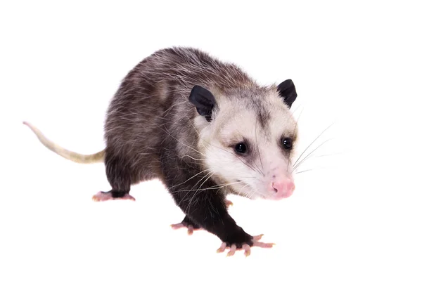 L'opossum de Virginie, Didelphis virginiana, sur blanc — Photo