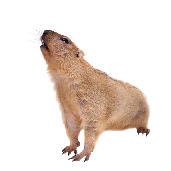 The bobak or steppe marmot on white background — Stock Photo, Image