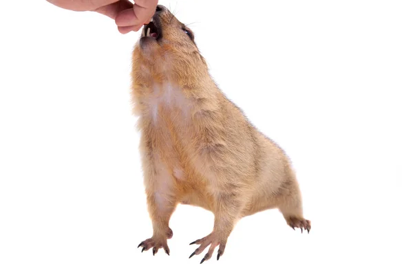 La marmotte bobak ou steppe sur fond blanc — Photo