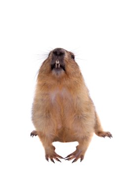 Beyaz arka plan üzerinde bobak veya bozkır dağ sıçanı