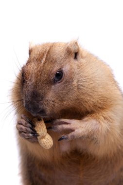 Beyaz arka plan üzerinde bobak veya bozkır dağ sıçanı