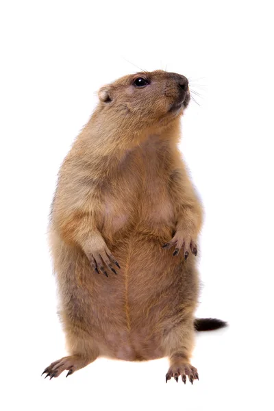 De bobak of steppe marmot op witte achtergrond — Stockfoto