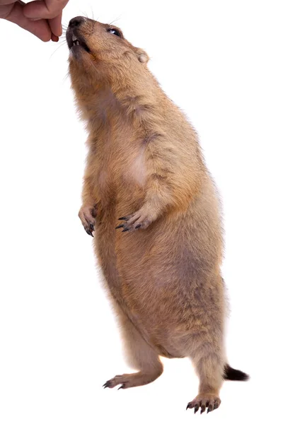 De bobak of steppe marmot op witte achtergrond — Stockfoto