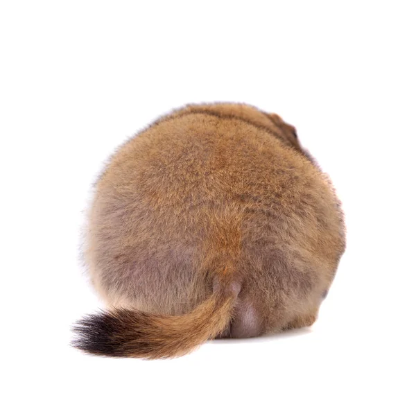 The bobak or steppe marmot on white background — Stock Photo, Image