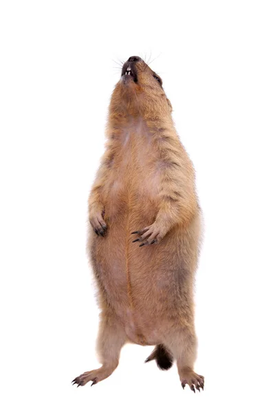 La marmotte bobak ou steppe sur fond blanc — Photo