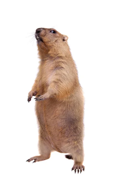 A marmota bobak ou estepe no fundo branco — Fotografia de Stock