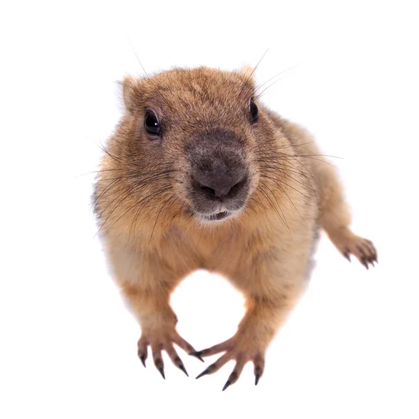 The bobak or steppe marmot on white background — Stock Photo, Image