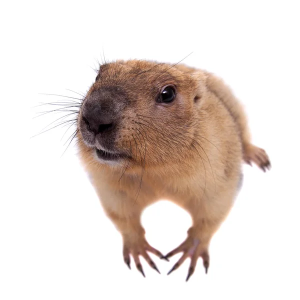 La marmota bobak o estepa sobre fondo blanco —  Fotos de Stock